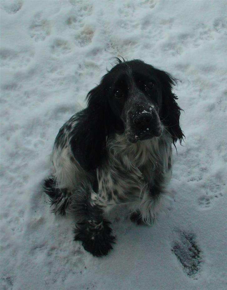 Cocker spaniel Seffie billede 1
