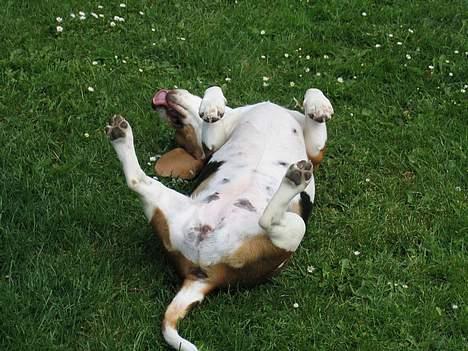 Beagle Boogie - Åhhh det klør på ryggen. billede 1