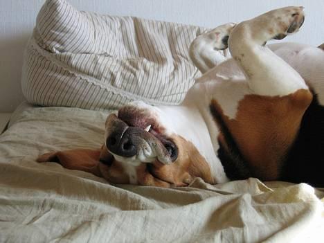 Beagle Boogie - Nupper en lur i mine forældres seng ZZzZzz.. billede 2