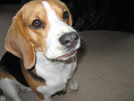 Beagle Boogie - Smukke mig. billede 3