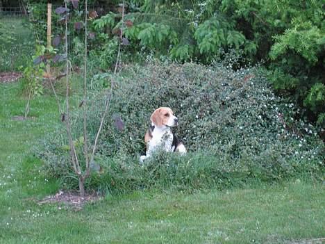 Beagle Boogie - Min busk. billede 4