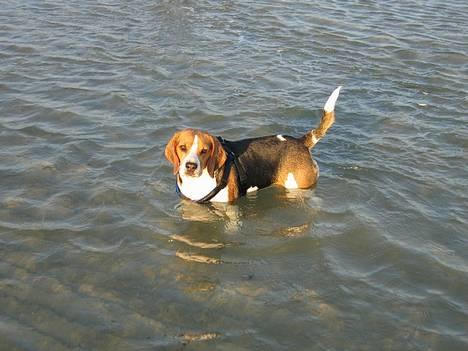 Beagle Boogie - Åhhh det er livet det her :-) billede 5