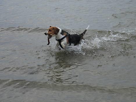Beagle Boogie - Ja-ja nu kommer jeg. billede 6