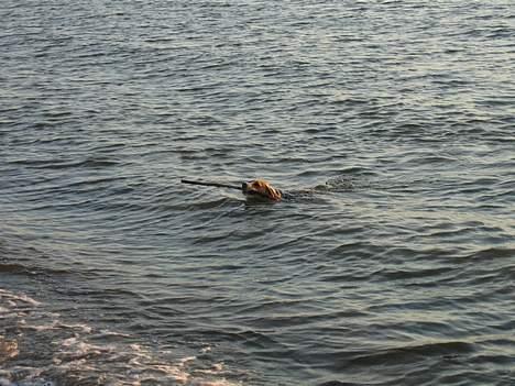 Beagle Boogie - Puhhh nu har jeg altså hentet den. billede 7