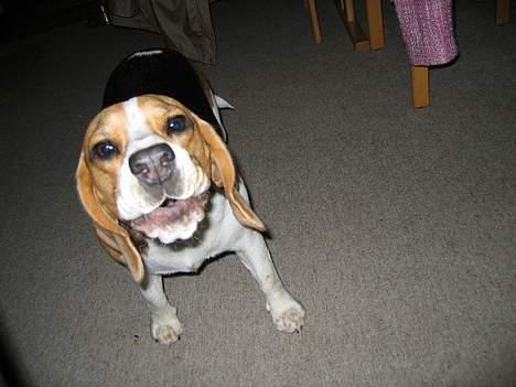 Beagle Boogie - Vov. billede 8