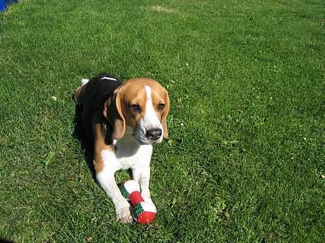 Beagle Boogie - Mit ynglings pivedyr. billede 9