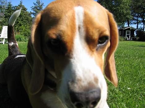 Beagle Boogie - Davs du. billede 10