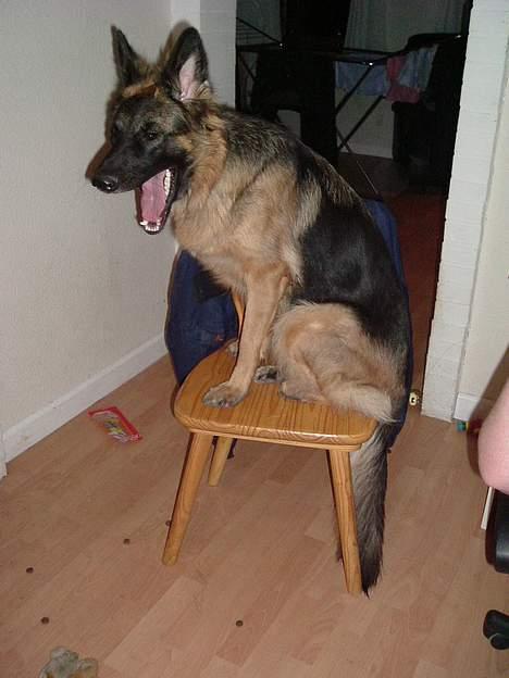 Schæferhund LINE - JEG VIL SKU HA MIN GODBID NUUU!!!!!!!! billede 10