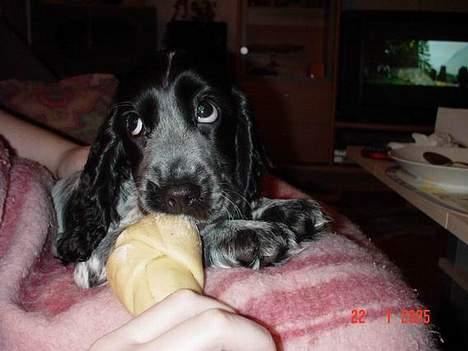 Cocker spaniel Seffie - må jeg godt? billede 2