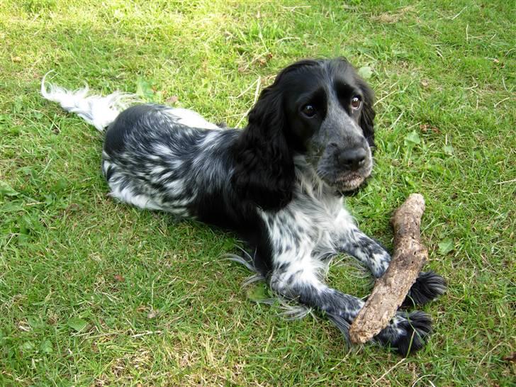 Cocker spaniel Seffie - huh? billede 3