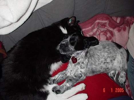 Cocker spaniel Seffie - ååååårrrh vi er så trætte billede 4