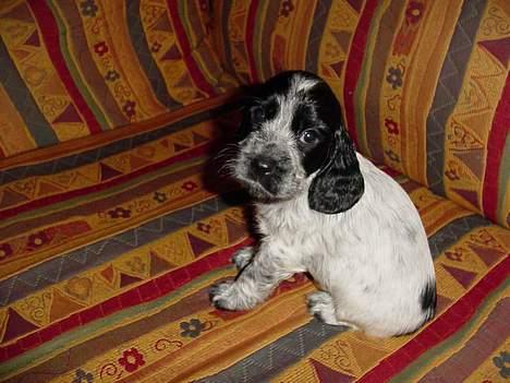 Cocker spaniel Seffie - hej billede 5