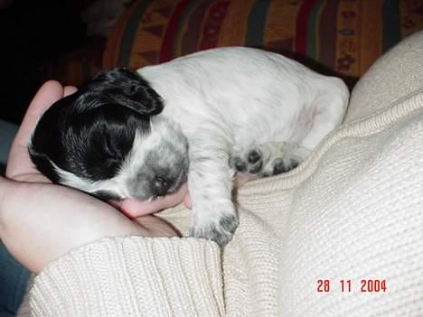 Cocker spaniel Seffie - 3 uger gammel billede 6