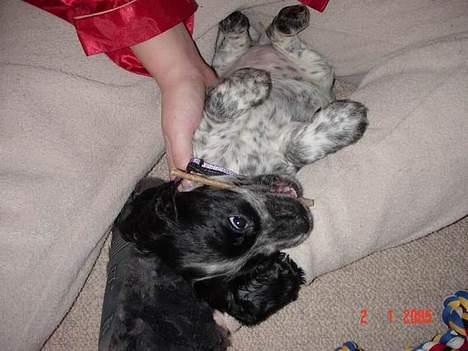 Cocker spaniel Seffie - den er bare god! billede 7