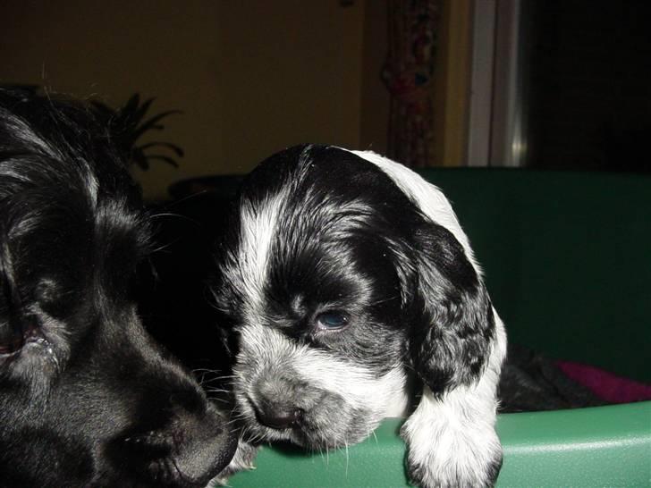 Cocker spaniel Seffie - smil billede 8