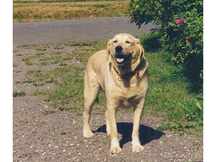 Blanding af racer simba billede 1
