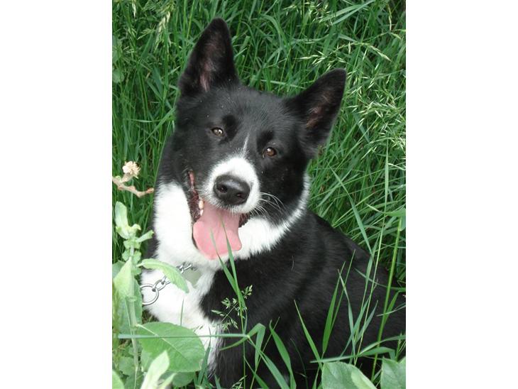 Karelsk bjørnehund Talli R.I.P 21 maj 2010 - nyt billede 1