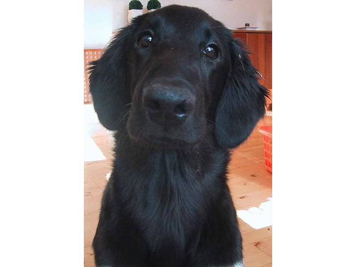 Flat coated retriever Chili billede 1