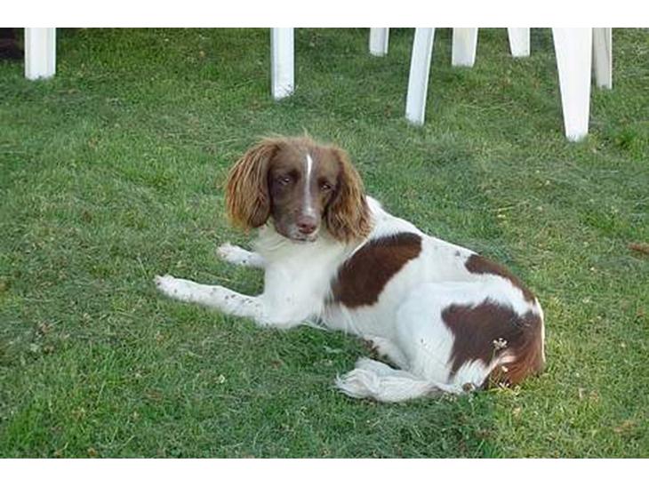 Engelsk springer spaniel jill - her R min hund som lige har fået øje på noget...! billede 1
