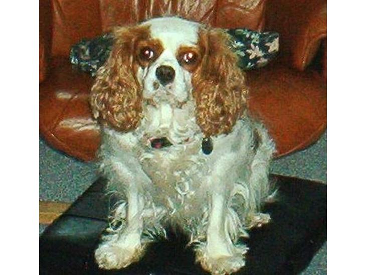 Cavalier king charles spaniel Mille - Mille med det store overblik billede 1