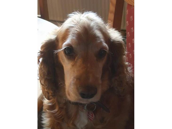 {{currentPhoto.altText}} billede {{currentPhoto.number}}