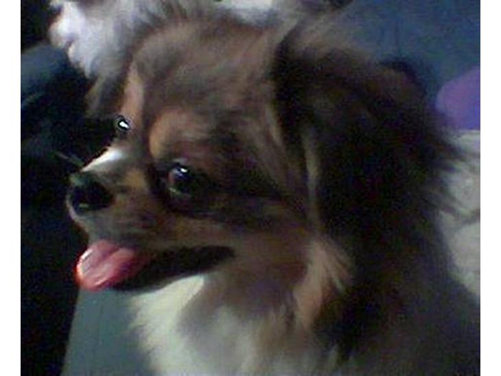 {{currentPhoto.altText}} billede {{currentPhoto.number}}