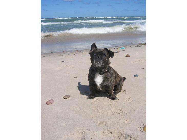 Blanding af racer Luna (R.I.P aflivet 17/1-17) billede 1