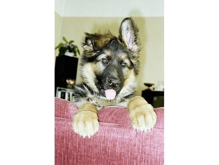 {{currentPhoto.altText}} billede {{currentPhoto.number}}