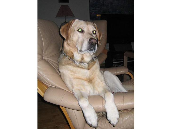 Labrador retriever Baloo - Her sidder jeg i min stol og ser TV... Livet er skønt!  billede 1