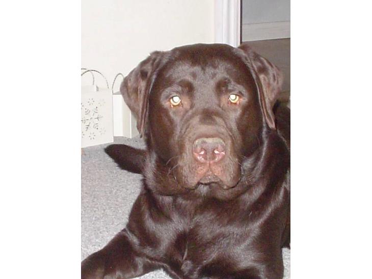 Labrador retriever Baloo  (hos anden ejer) - Baloo 11 mdr. billede 1