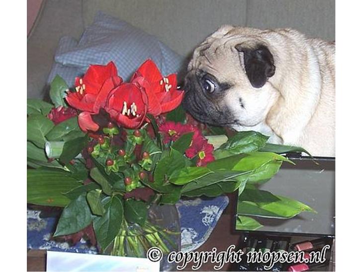 Mops Kong Tølfi    F. 06/04  † 04.10 2014 - *nyt 17/11* billede 1