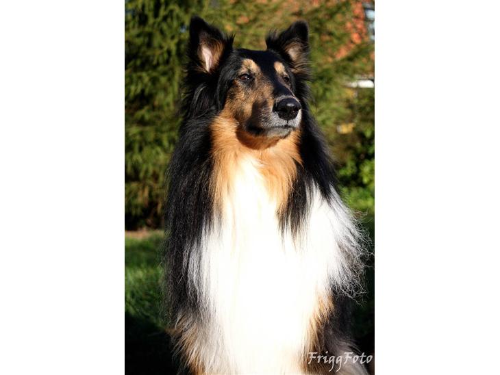 Collie langhåret Simba - sov sødt min skat! billede 1