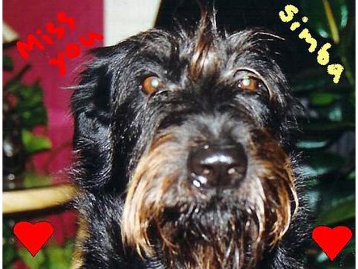 Blanding af racer Simba billede 1