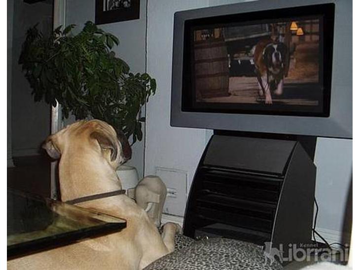 Bullmastiff Somogyvári Vitéz Ginger - Ginger ser Beethoven... hendes store helt billede 1