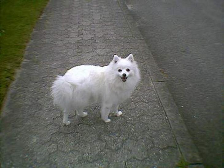 {{currentPhoto.altText}} billede {{currentPhoto.number}}