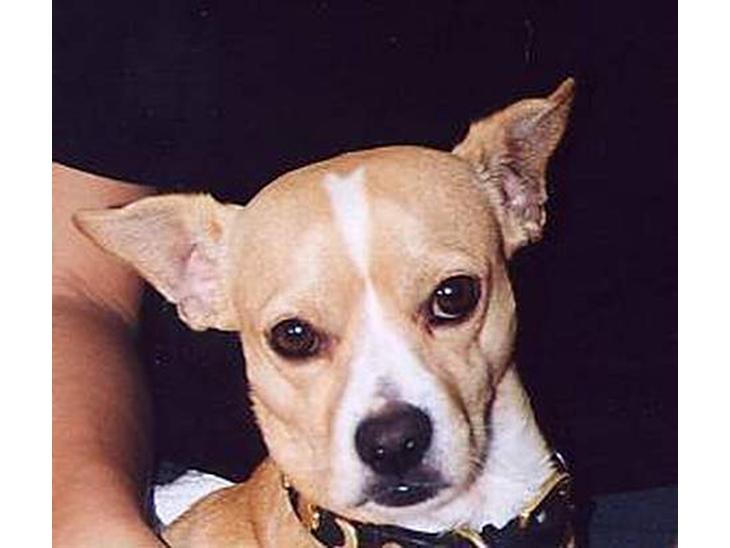 Chihuahua Bobby billede 1