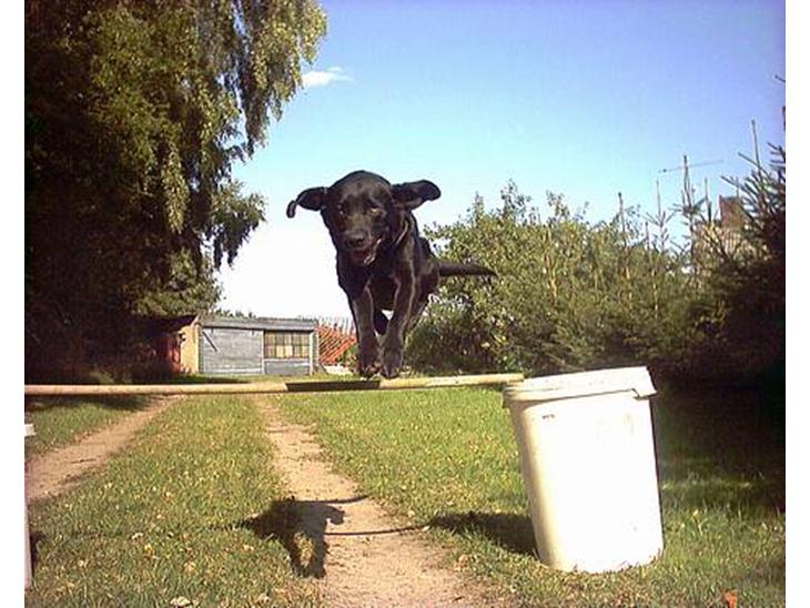 Labrador retriever Buddy - Buddy-jump! sejt ik? billede 1