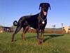 Dobermann Jotunheim´s Drome "Diser"
