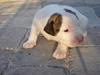 Amerikansk bulldog Maggie