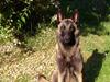 Malinois Yoko Isell [Tidl. hund]