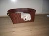 Coton de tulear Oscar