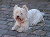 West highland white terrier Bølle R.I.P :(