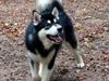 Alaskan malamute Chicko 