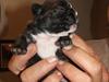 Fransk bulldog Kira