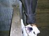 Engelsk bulldog Coca [ Himmelhund]