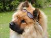 Eurasier Nemo (Beebob) R.I.P. [ Himmelhund]