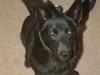 Sort spids Harald R.I.P