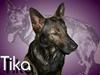 Schæferhund Tika