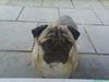 Mops marius