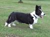 Welsh corgi cardigan Thea